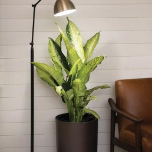 Alden Grow Lamp  |   Grow Light Fixtures & Bulbs Grow Light Fixtures & Bulbs Grow Light Fixtures & Bulbs