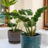 Brass Plated Grow Throughs, Set of 2  |   Houseplant Accessories INDOOR GARDEN Houseplant Accessories