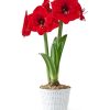 DIY Amaryllis Planting Kit  |   Waxed Amaryllis & Bulbs INDOOR GARDEN Waxed Amaryllis & Bulbs