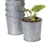 Galvanized Planting Cups, Set of 5  |   Indoor Pots and Planters INDOOR GARDEN Indoor Pots & Planters