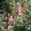 Hummingbird Garden Copper Weathervane with Pole  |   Weather Tools Weather Tools Weather Tools