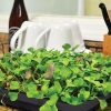 Jute Microgreen Starter Set  |   Seed Starting Pots & Kits INDOOR GARDEN Seed Starting Pots & Kits