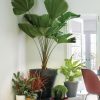 Large Pebble Plant Caddy  |   Plant Caddies INDOOR GARDEN Plant Caddies