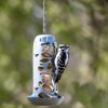 Suet Ball Feeder  |   Bird Feeders Bird Feeders Bird Feeders