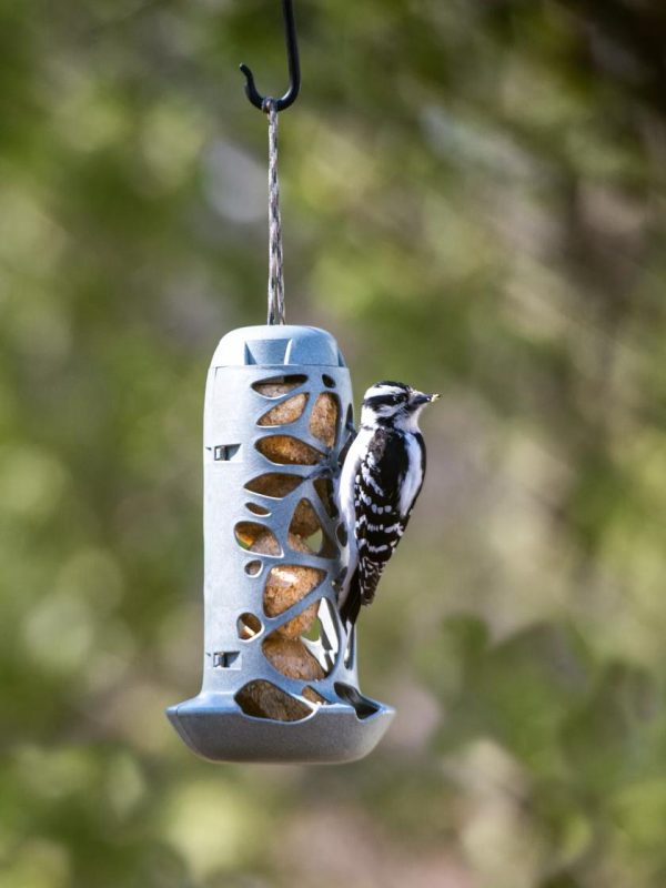 Suet Ball Feeder  |   Bird Feeders Bird Feeders Bird Feeders