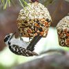 Songbird Tweets®  Cupcakes  |   Bird Feeders Bird Feeders Bird Feeders